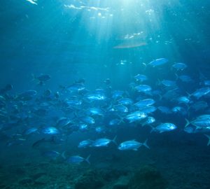 Swimming fish