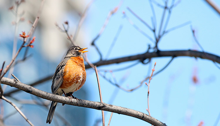 BMO to chair global Cross-Sector Biodiversity Initiative
