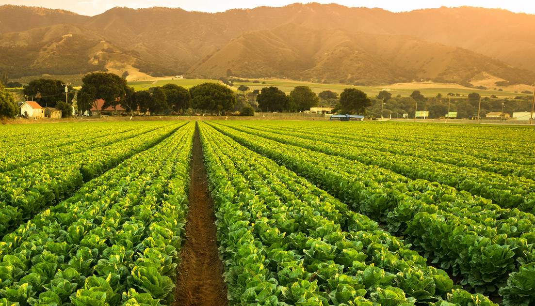 Exploring the physical and transition risks facing food and agriculture
