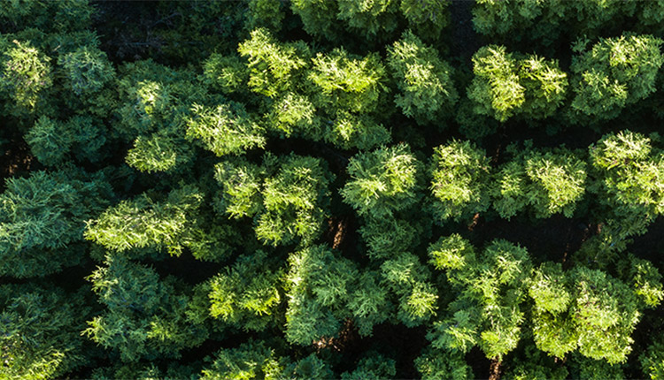 Bird's eye view of trees