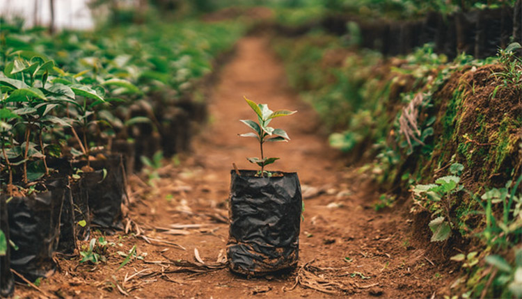 A sapling tree ready for planting