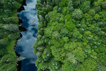 Bird's eye view of a river flowing through a forest